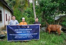 Sambut Idul Adha 1447 H, Bank Sultra Salurkan CSR 23 Ekor Sapi Kurban ke Seluruh Wilayah Sulawesi Tenggara