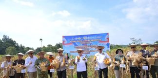 Panen Raya Jagung Kuartal II di Kendari, Pemprov Sultra Perkuat Dukungan bagi Kelompok Tani