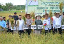 Gubernur Sultra dan Wali Kota Kendari Panen Padi di Baruga, Produksi Capai 5,5 Ton per Hektare