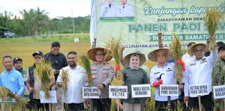 Gubernur Sultra dan Wali Kota Kendari Panen Padi di Baruga, Produksi Capai 5,5 Ton per Hektare